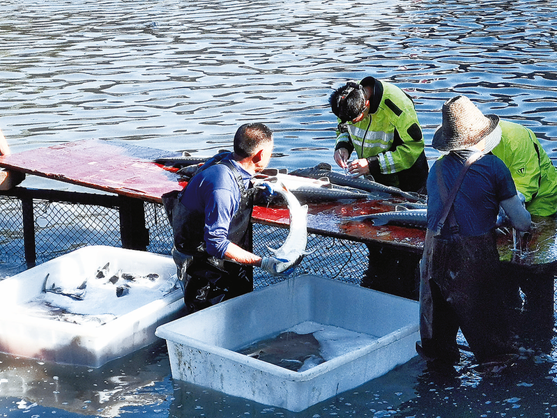 工人仔細分辨鱘魚雌雄。記者 喻建國 攝