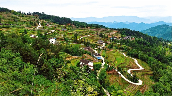 敦好鎮(zhèn)花椒基地。開州區(qū)融媒體中心供圖 華龍網(wǎng)發(fā)