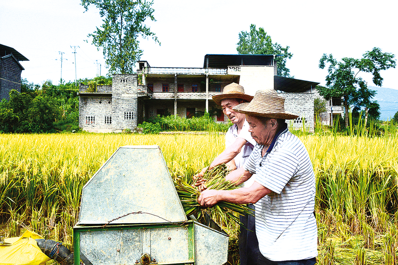 開州：又是一年好“豐”光 稻谷飄香收割忙